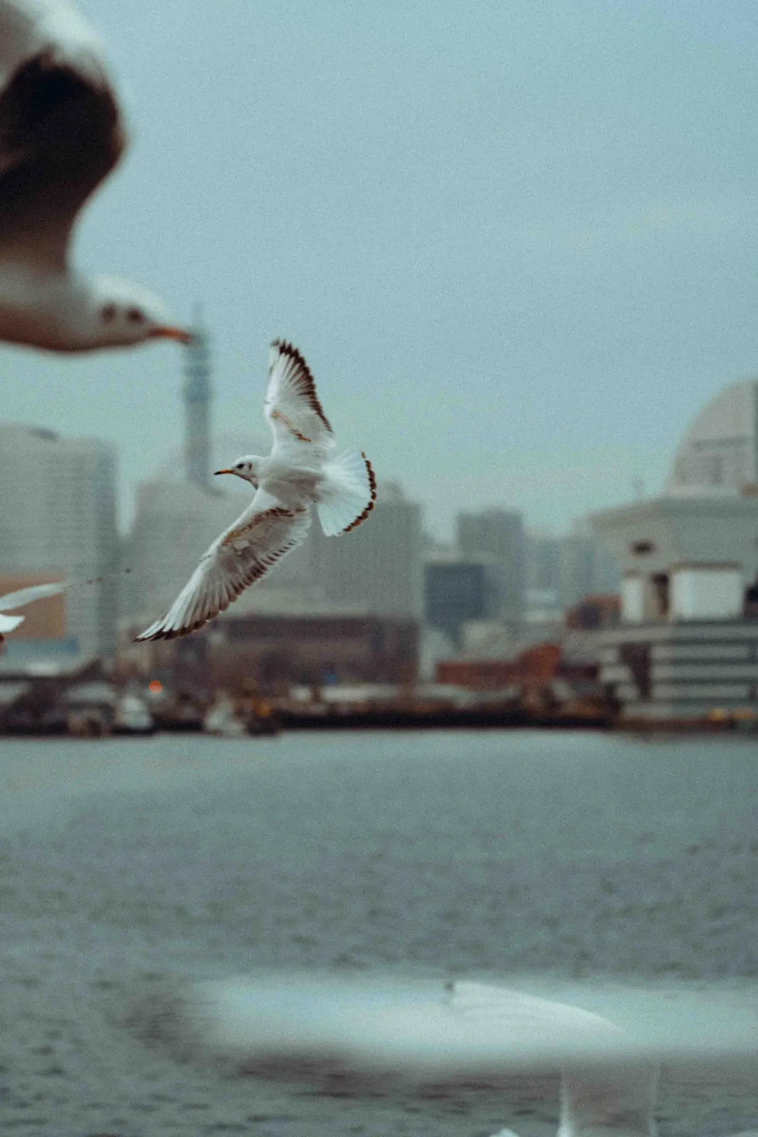 BAYSIDE 33