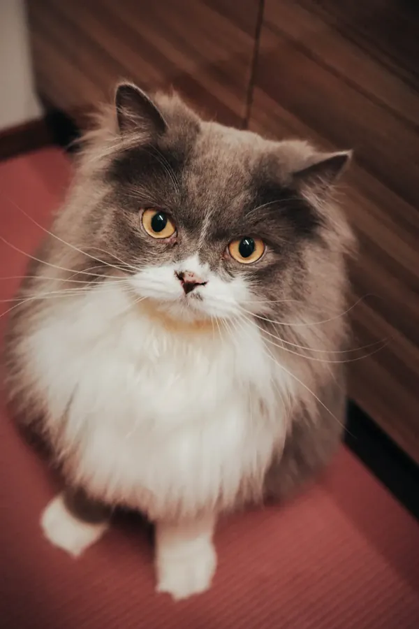 猫の DASH