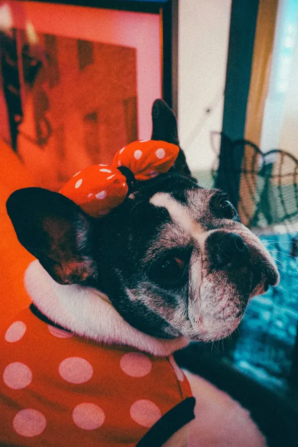 赤い帽子の犬 RUM